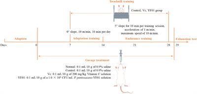 Impact of Pediococcus pentosaceus YF01 on the exercise capacity of mice through the regulation of oxidative stress and alteration of gut microbiota